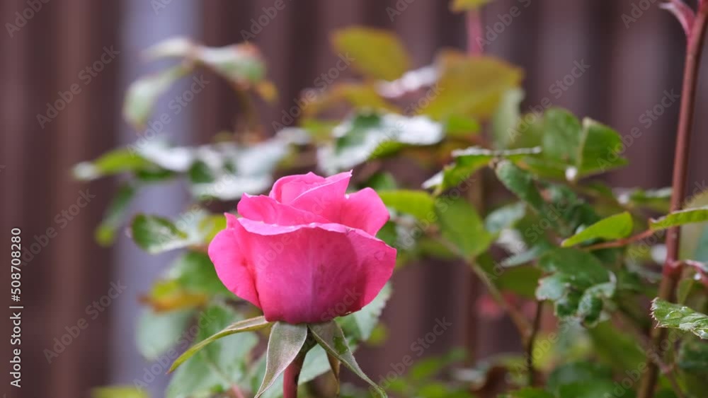 Rosebud view above. Background image of rose, fresh pastel color. Rosebush in the garden. Close-up of rose petals. Top view, coral pink pastel color. Rosebud view above. Background image of rose, fresh pastel color. Rosebush in the garden. Close-up of rose petals. Top view, coral pink pastel color.