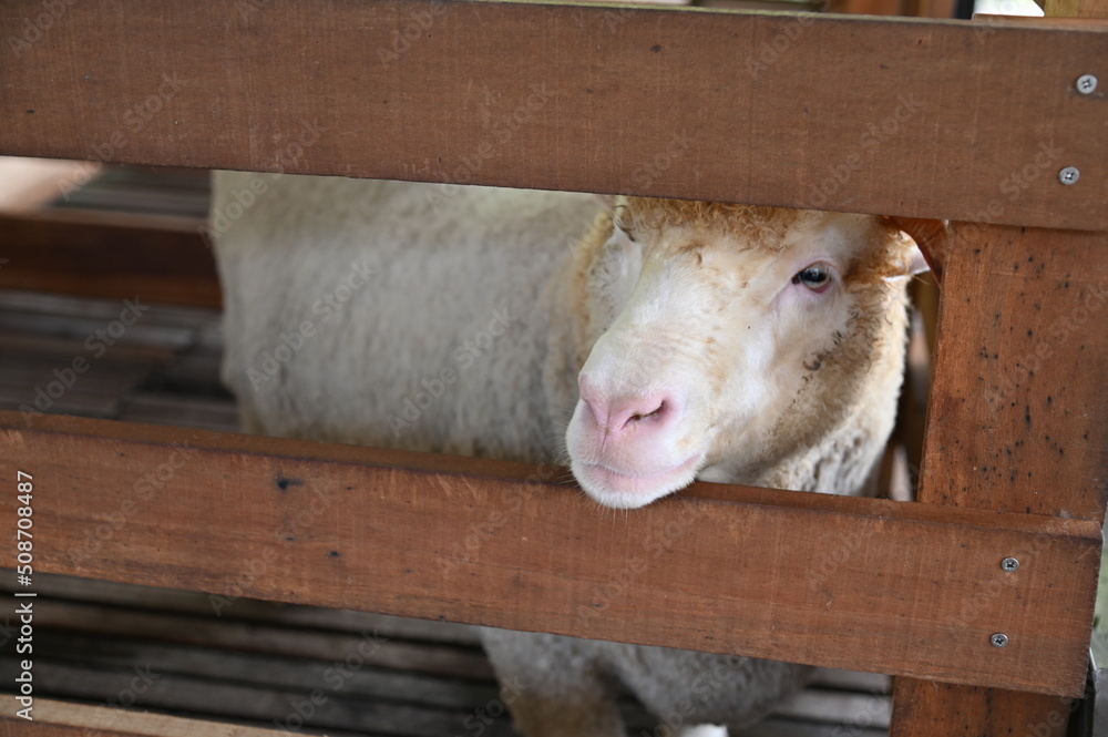 Obraz premium Some Sheep in a Farm