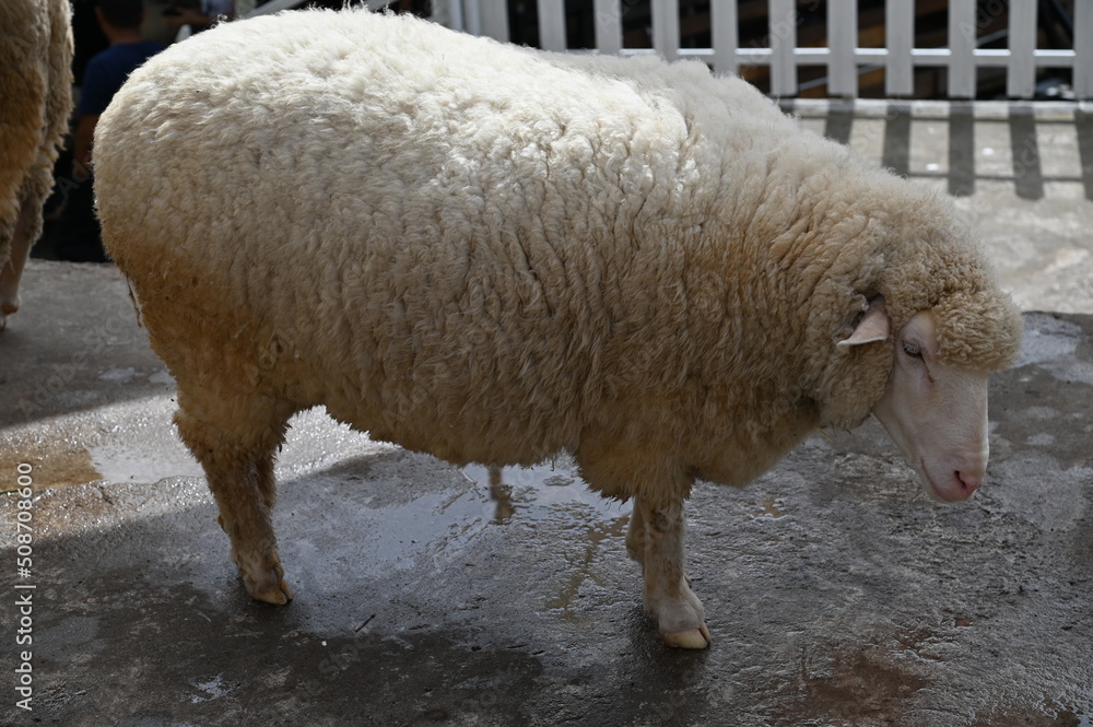 Fototapeta premium Some Sheep in a Farm