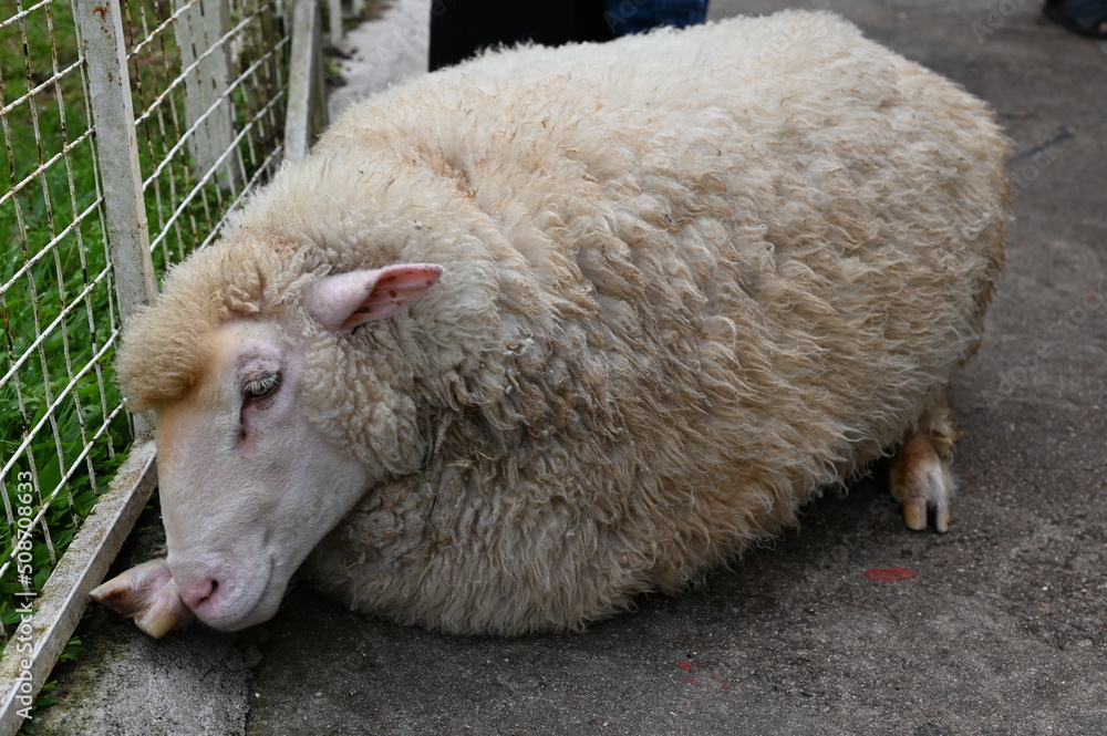 Naklejka premium Some Sheep in a Farm