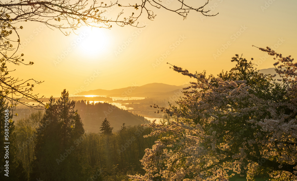 Burnaby Mountain Park in sunset time. Overlooking the upper arms of Burrard Inlet. Cherry blossom in full bloom during springtime. Burnaby, BC, Canada.