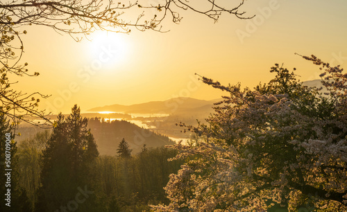 Burnaby Mountain Park in sunset time. Overlooking the upper arms of Burrard Inlet. Cherry blossom in full bloom during springtime. Burnaby  BC  Canada.