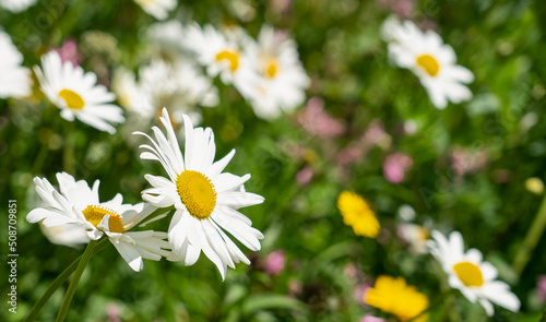 closeup of wild Oxeye daisy (Leucanthemum Vulgare) in sunshine