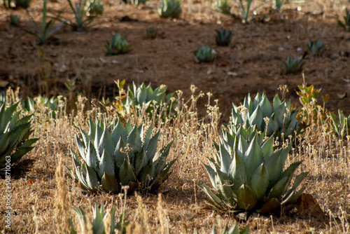 planta Agave maximiliana, para producir raicilla, bebida alcoholica en san gregorio, mixtlan, jalisco photo