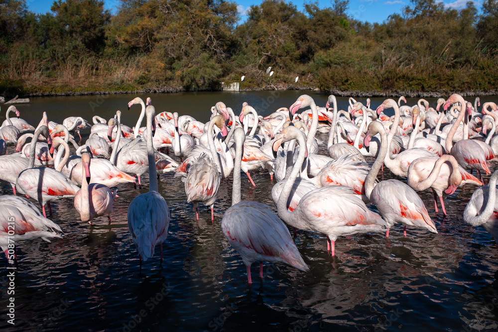 Obraz premium Pink Flamingos at Camargue National park 