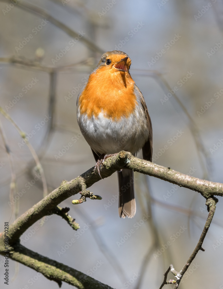 European Robin Perched on a Tree Branch European Robin Perched on a Tree Branch