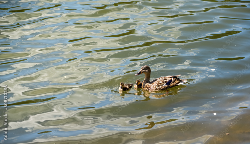 a family of Mallard ducks (Anas platyrhynchos) in summer sunshine a family of Mallard ducks (Anas platyrhynchos) in summer sunshine