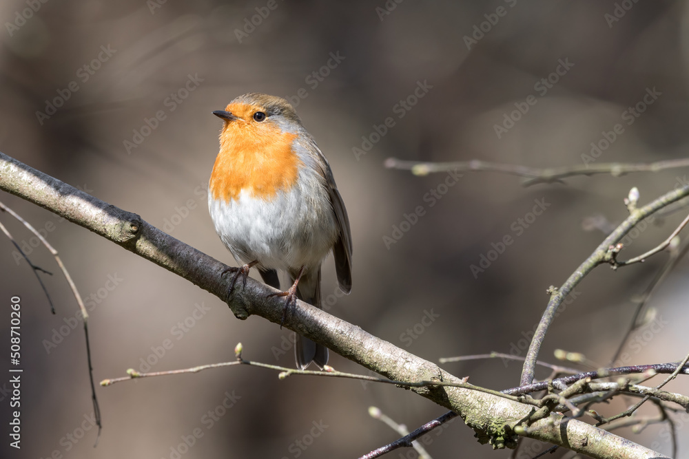 European Robin Perched on a Tree Branch European Robin Perched on a Tree Branch
