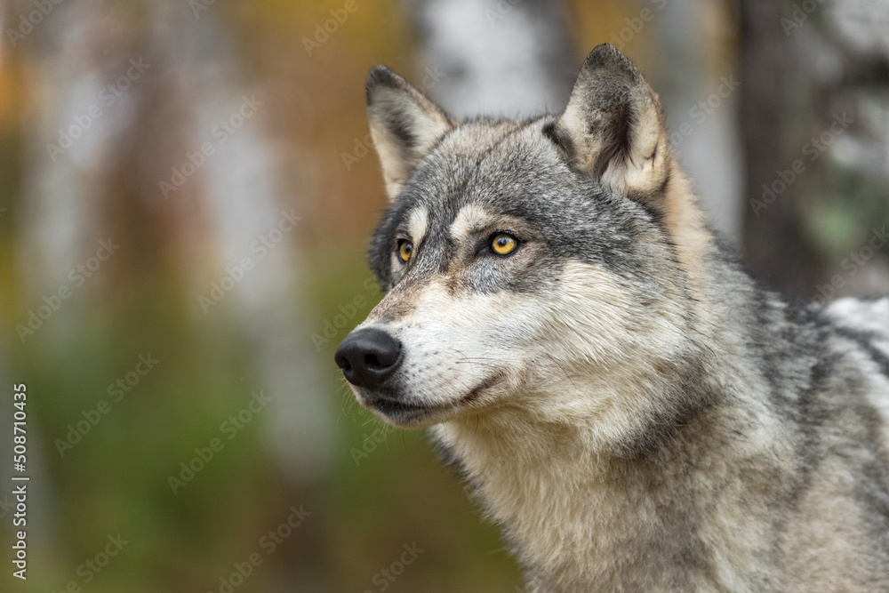 Grey Wolf (Canis lupus) Looks Up in Woods Autumn Grey Wolf (Canis lupus) Looks Up in Woods Autumn