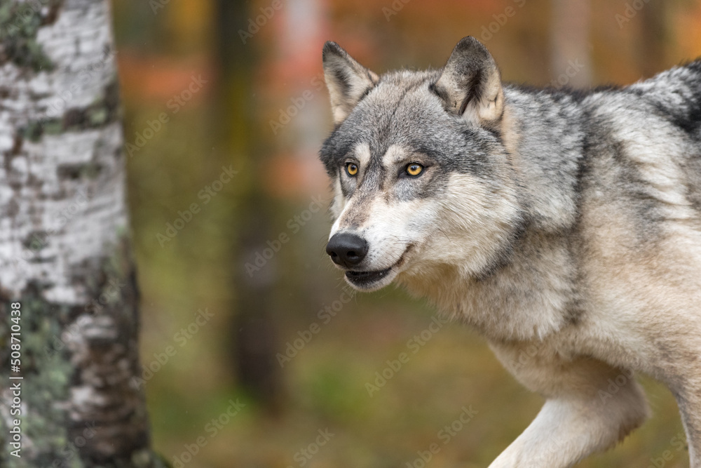 Grey Wolf (Canis lupus) Runs Left Through Woods Autumn