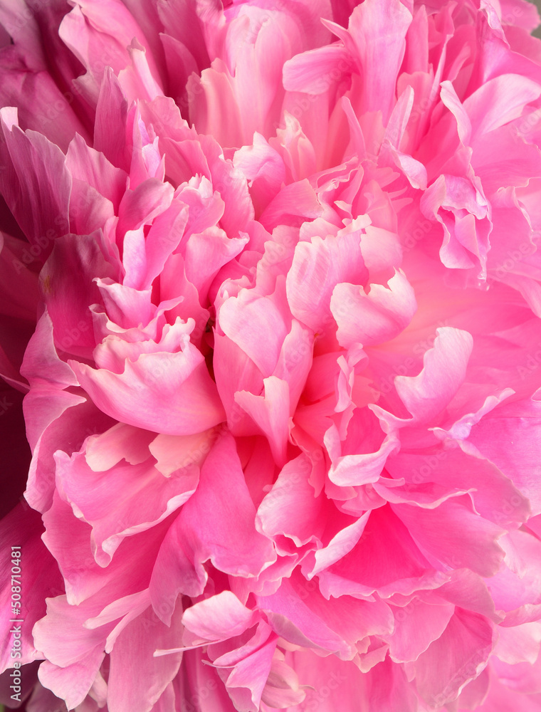 pink peony beautiful summer bouquet