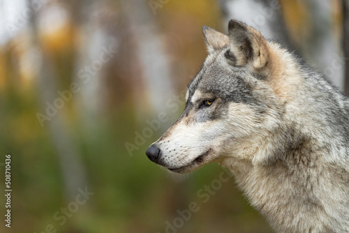 Grey Wolf  Canis lupus  Profile Side Eye in Woods Autumn