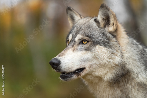 Grey Wolf  Canis lupus  Mouth Open in Woods Autumn