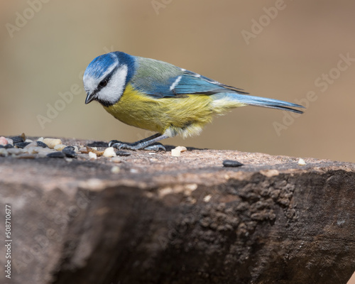 Blue Tit Feeding from a Wooden Feeder © Ian