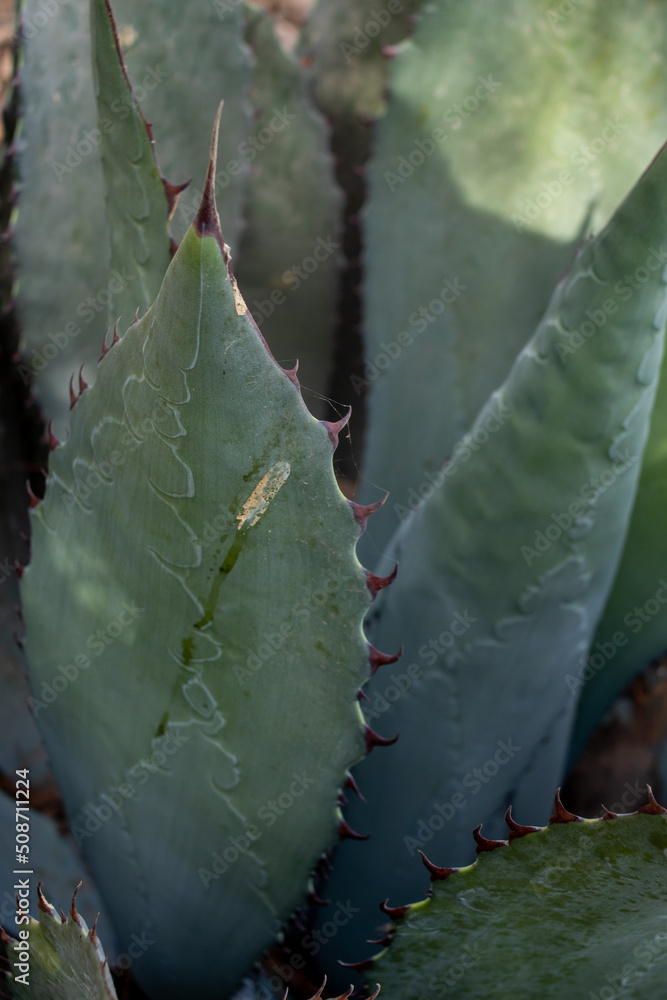 planta Agave maximiliana, para producir raicilla, bebida alcoholica en san gregorio, mixtlan, jalisco planta Agave maximiliana, para producir raicilla, bebida alcoholica en san gregorio, mixtlan, jalisco