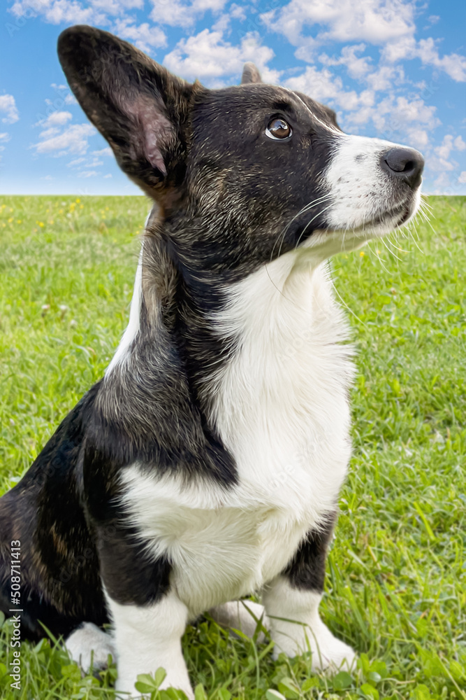 Welsh Corgi Pembroke. Purebred dog close-up. Pets