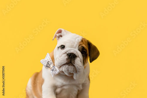 English bulldog. Thoroughbred dog on a yellow background. Copy space © Alexander