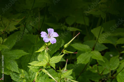 Wood cranesbill, woodland geranium, Geranium sylvaticum. Wild forest geranium close up photo