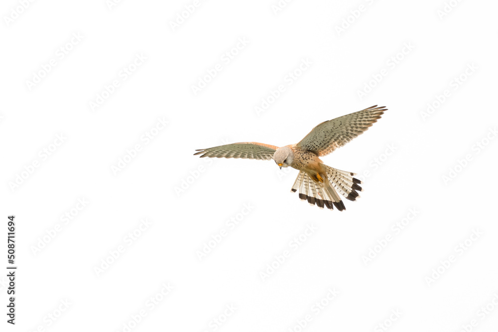 Kestrel Hunting