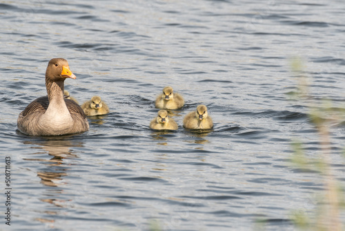 Greylag Goose and Goslings
