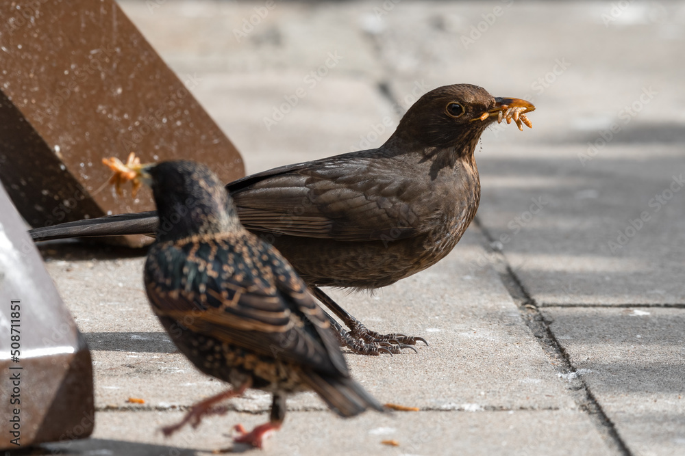 Fototapeta premium Female Blackbird Feeding on Mealworms