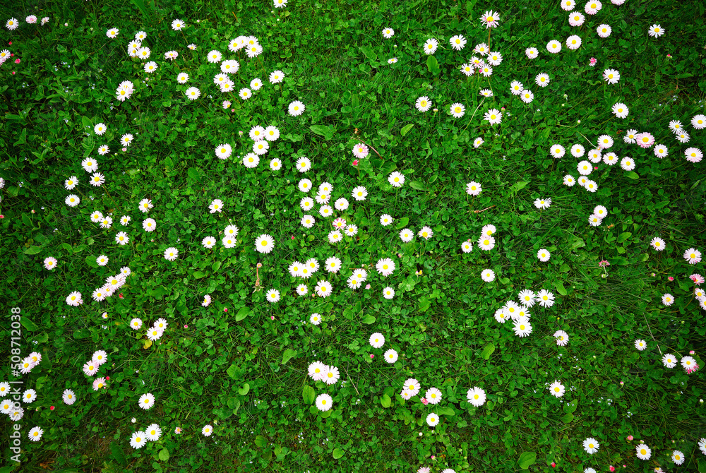 Green summer grass with camomile texture background