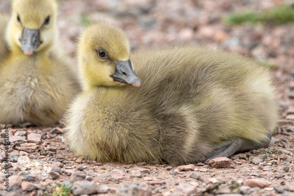 Young Gosling