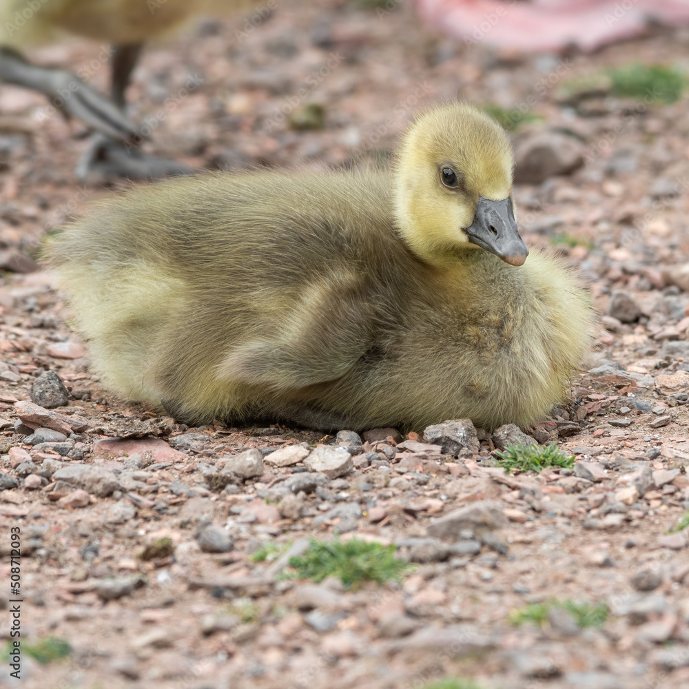 Young Gosling Young Gosling