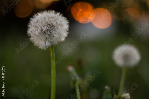 dandelion in the grass