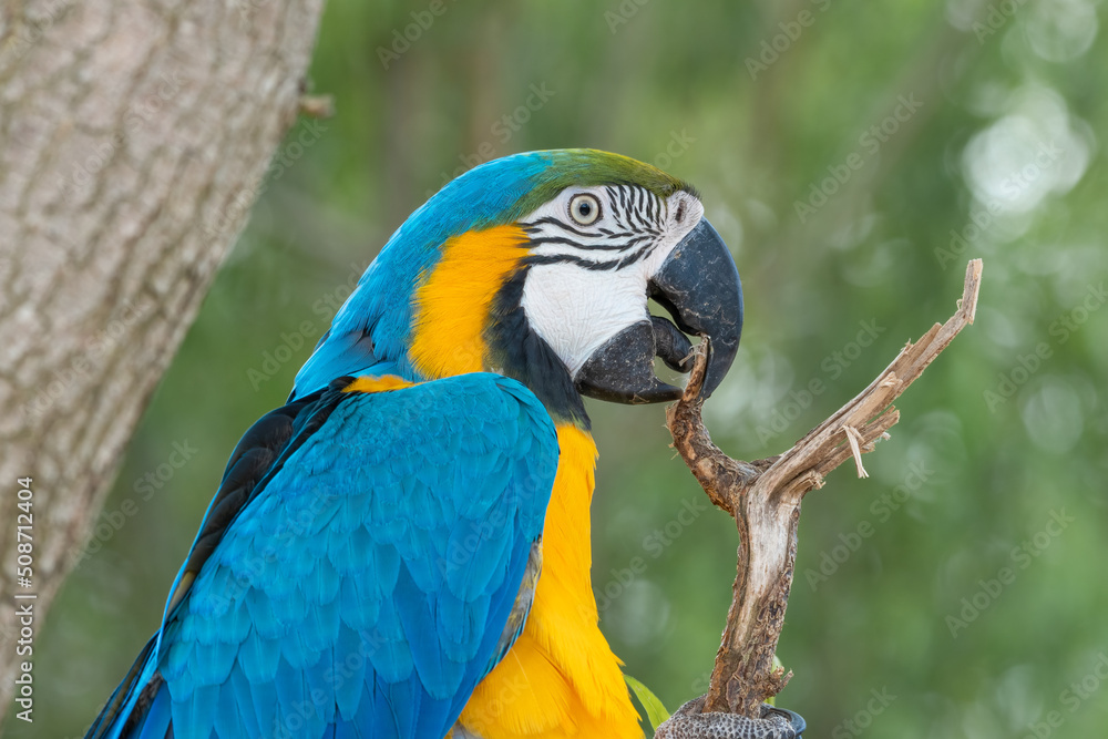 Blue and Gold Macaw