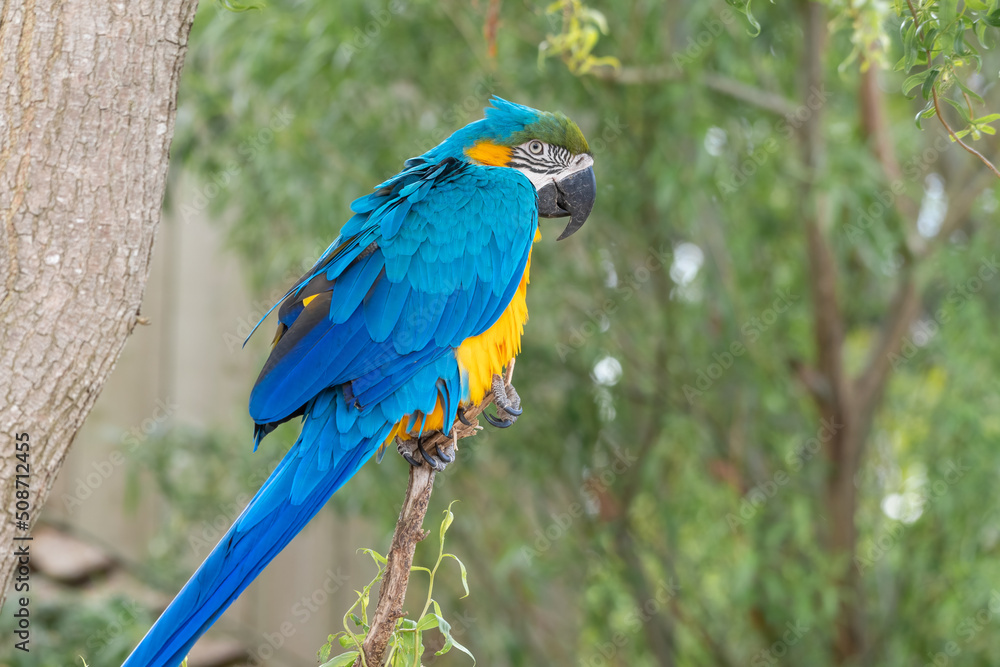 Obraz premium Blue and Gold Macaw