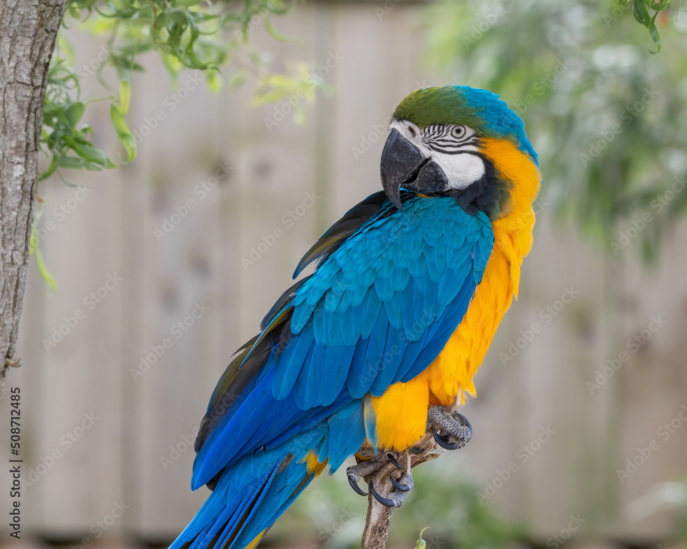 Obraz premium Blue and Gold Macaw