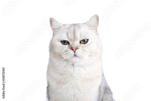 Funny white British cat with green eyes, on a white background, © Natasha 