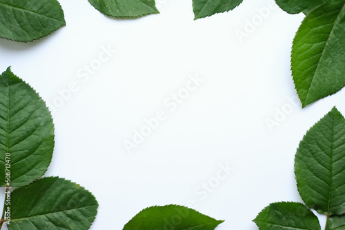 Leaves composition. Frame made of green leaves on white background. Wedding day, mothers day and womens day concept