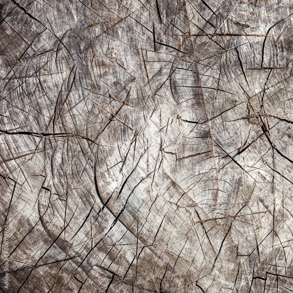 Deep cracked stump. Full Frame Shot Of Tree Stump. Deep cracked stump. Full Frame Shot Of Tree Stump.