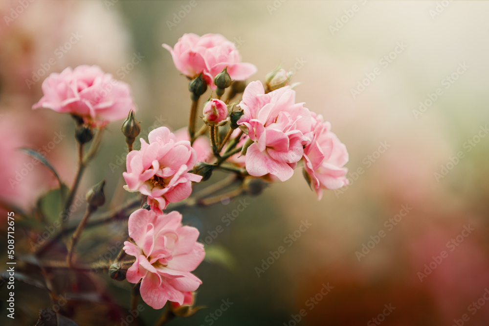 Beautiful close up photo of a lots of small flowers, pink rose flower heads, in the nice light bokeh background. Gift card, there is free space for text. Beautiful close up photo of a lots of small flowers, pink rose flower heads, in the nice light bokeh background. Gift card, there is free space for text.