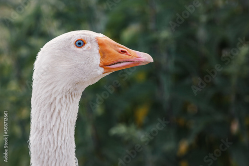 Close-up portrait of a domestic white goose on a dark background. Agriculture concept.