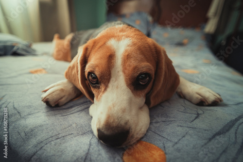 Beagle dog resting in bed taking a nap