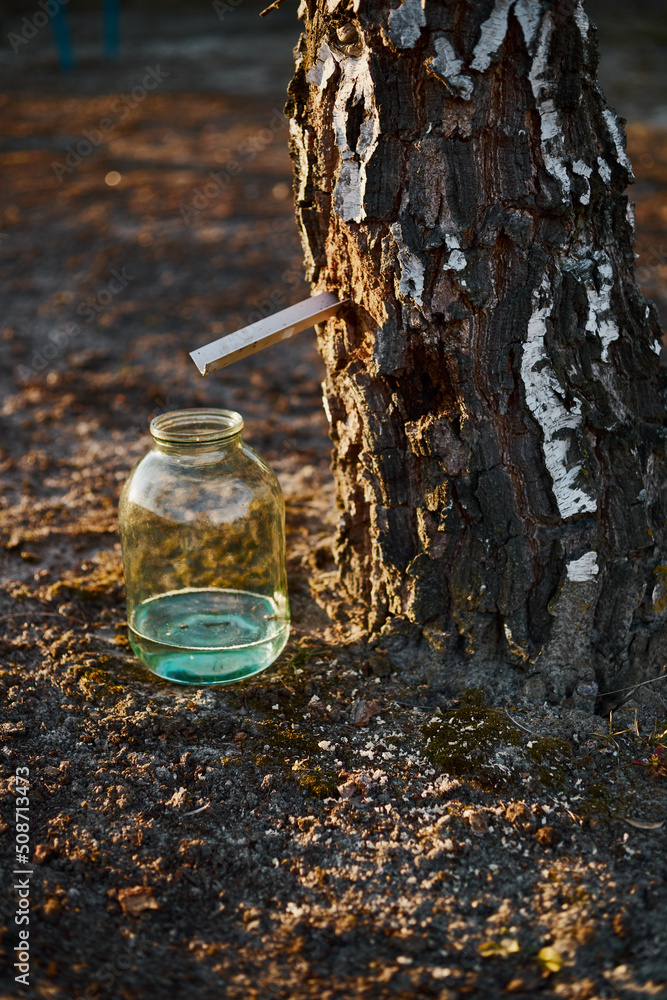 Close-up of a jar of birch sap near a birch tree at sunset. Close-up of a jar of birch sap near a birch tree at sunset.