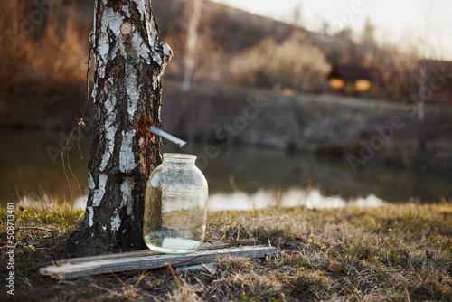 Close-up of a jar of birch sap near a birch tree at sunset.