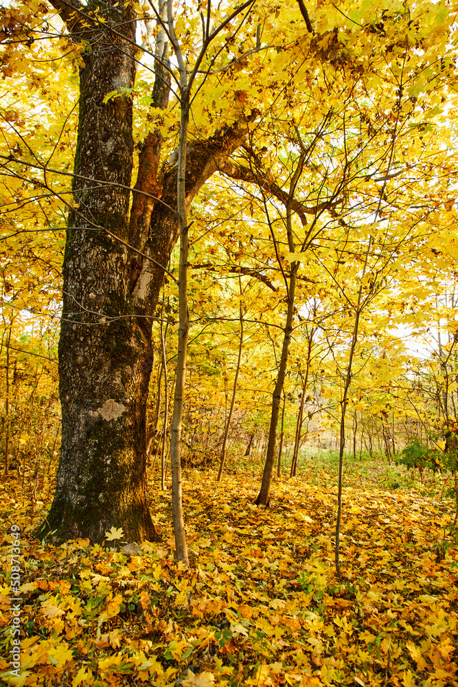 beautiful autumn in the park beautiful autumn in the park