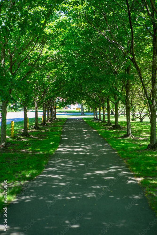 Portrait of tunnel of trees along a city park path