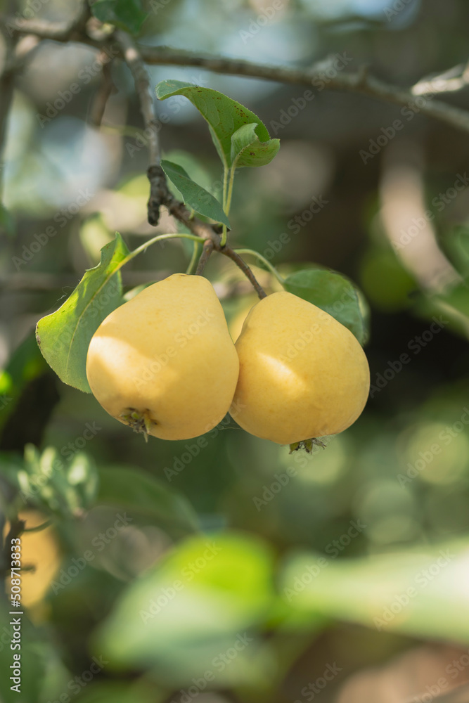 In the garden, pears ripen on a tree branch. Selective focus on a pear against the backdrop of beautiful bokeh