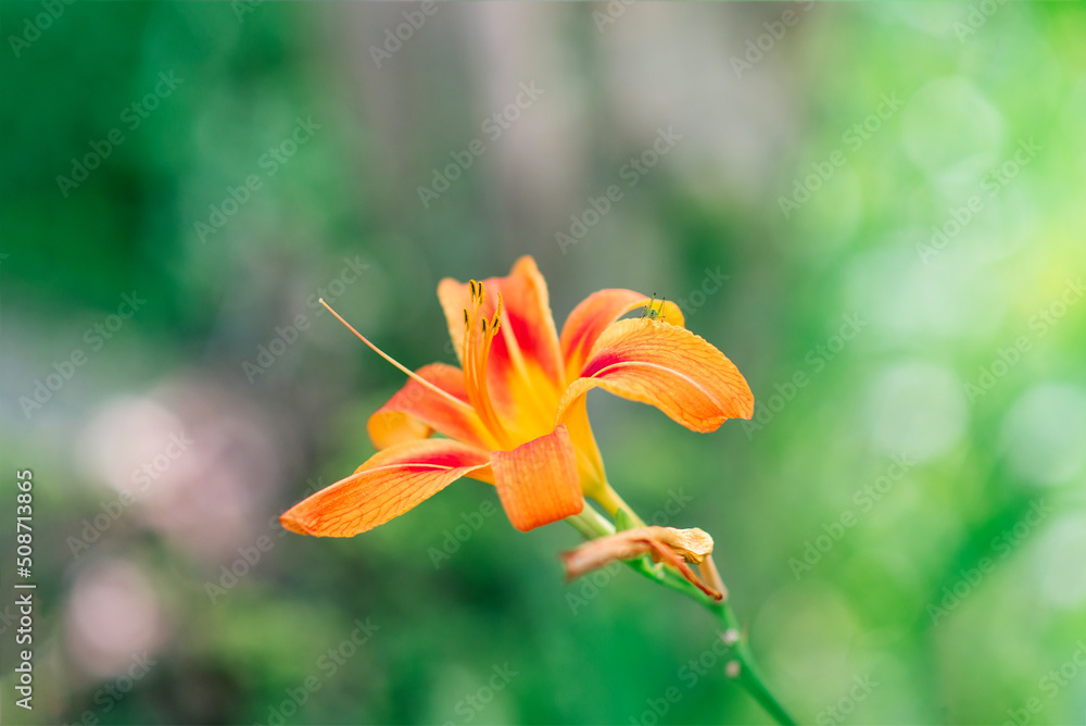 Obraz premium Beautiful lily flower on a background of green leaves. Lily flowers in the garden. Spring floral background. 