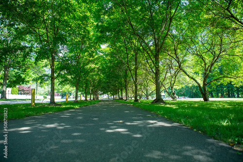 Tunnel of trees along a paved path
