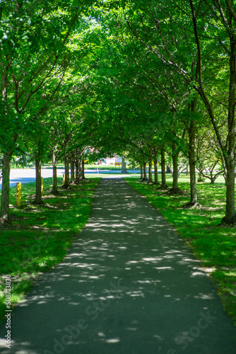 Portrait of tunnel of trees along a city park path
