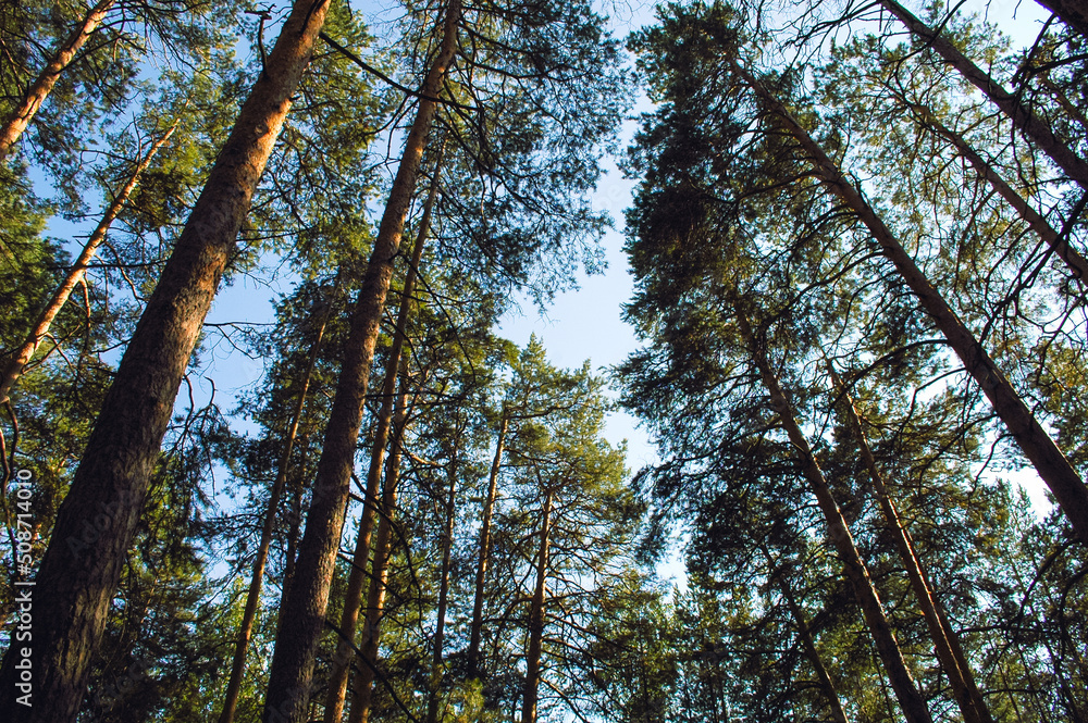 Obraz premium Bottom view of tall long pines and their crowns in the light of the evening sun against the blue sky