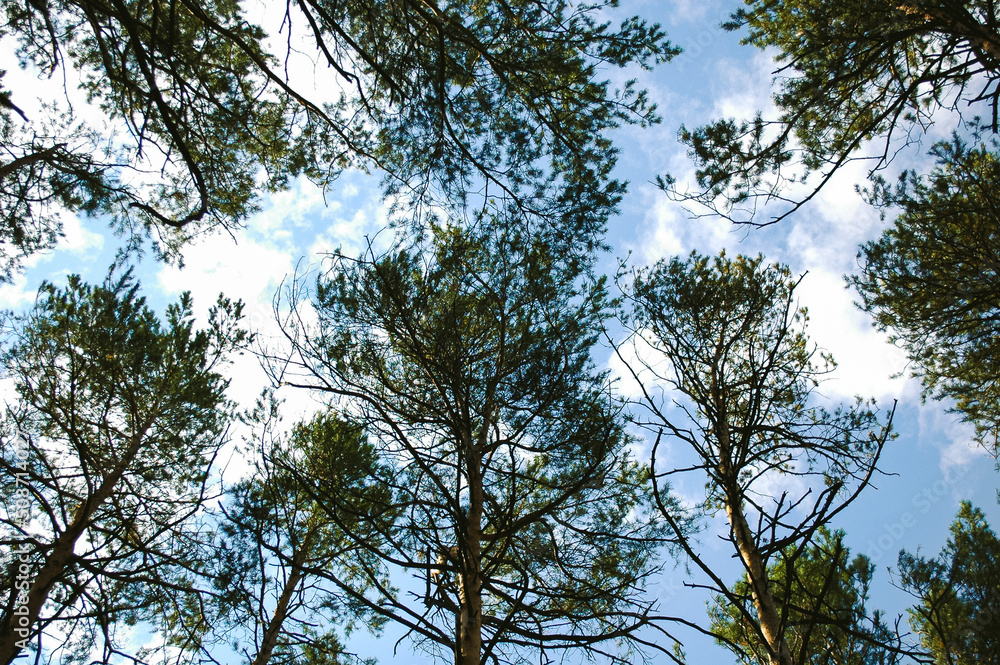 Crowns of tall pines and their branches against the background of white clouds and blue sky Crowns of tall pines and their branches against the background of white clouds and blue sky