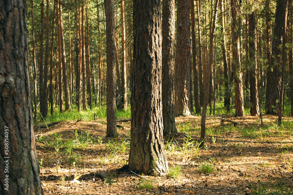 Obraz premium Numerous pine trunks in a summer pine forest illuminated by sunlight