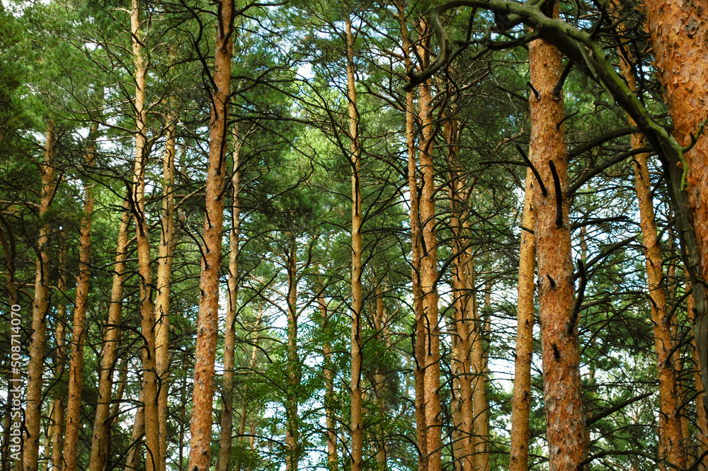 Fototapeta premium Numerous trunks of pine trees with the lower dried branches and green fluffy crowns and orange bark